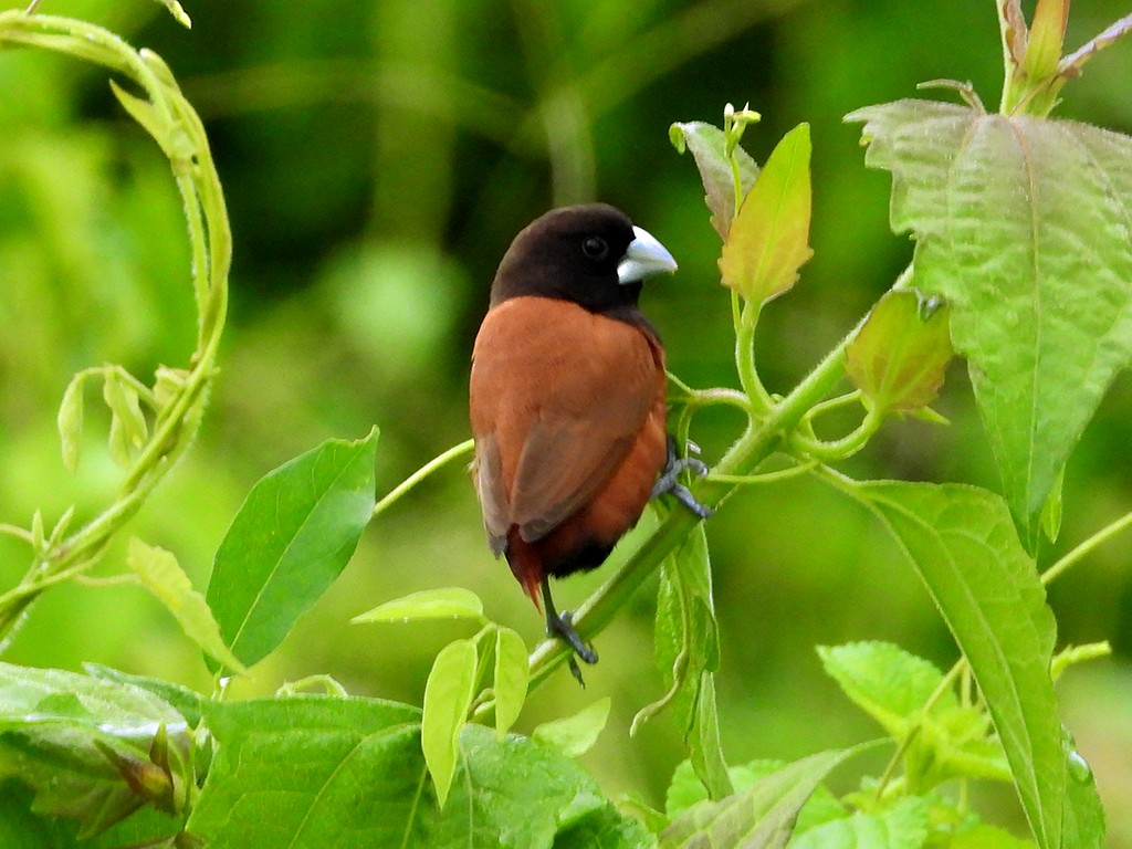 Chestnut Munia - ML600465361