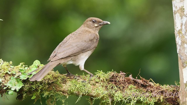 Black-billed Thrush (Drab) - ML600465421