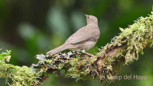 Black-billed Thrush (Drab) - ML600465681