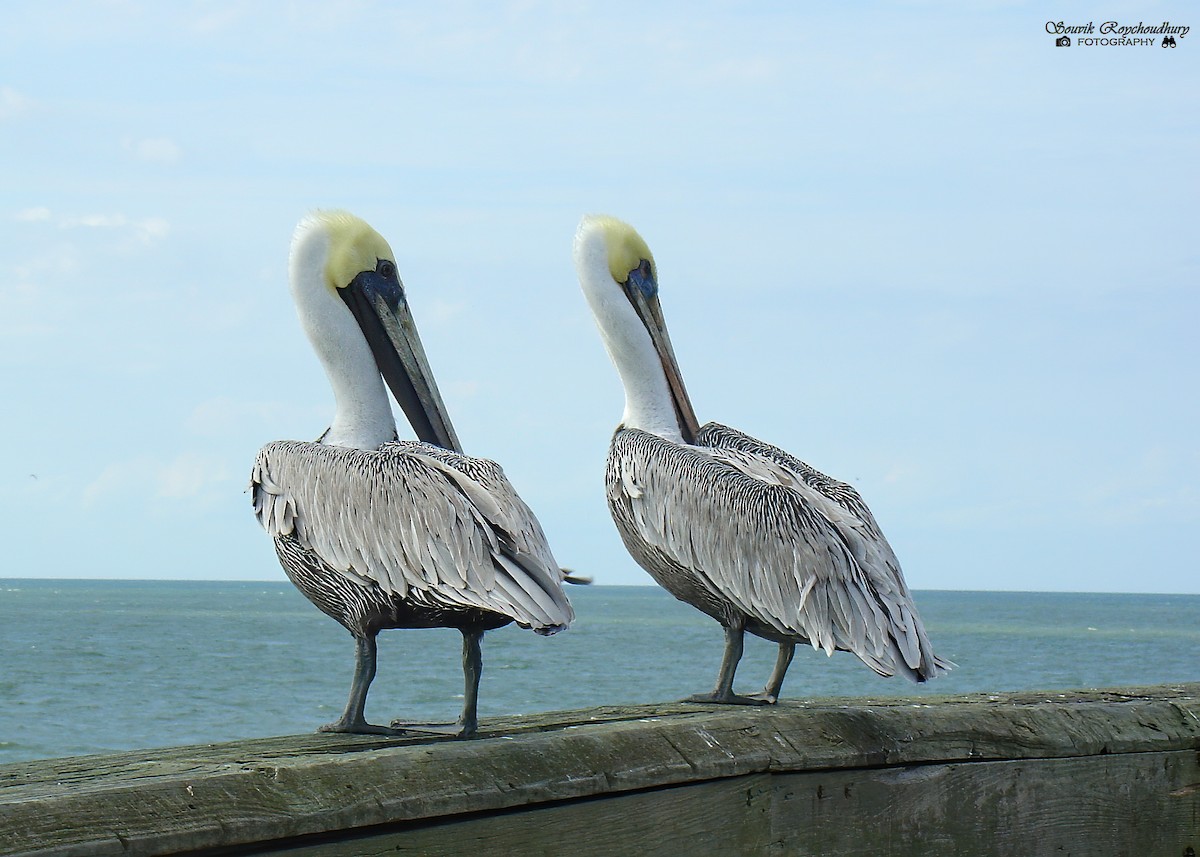 pelikán hnědý - ML600466291