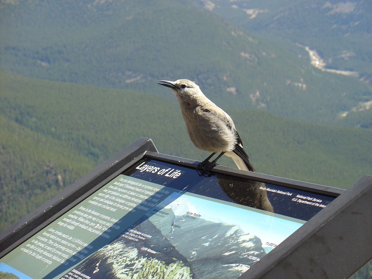 Clark's Nutcracker - ML600467621