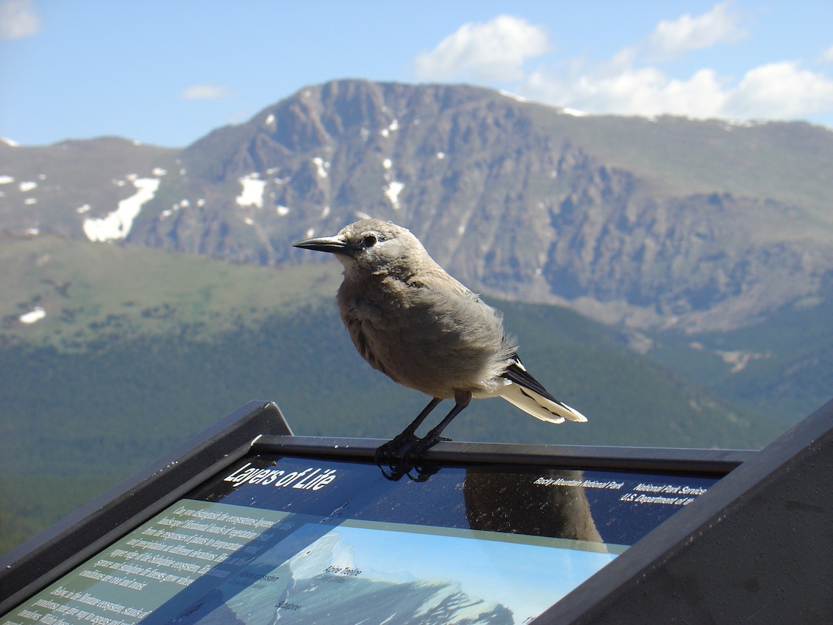 Clark's Nutcracker - ML600467631