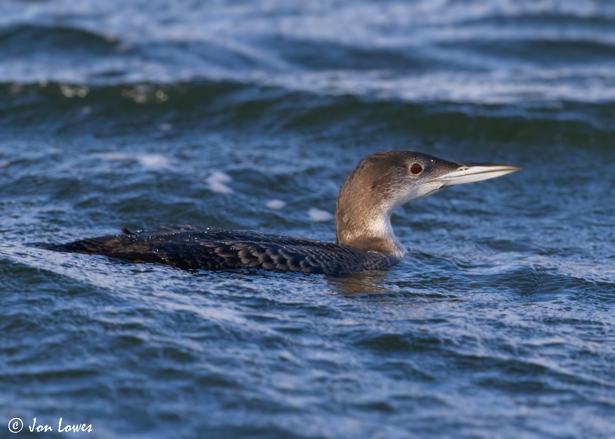 Plongeon huard - ML600468631