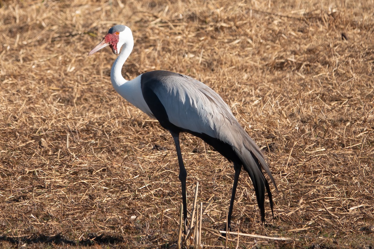 Wattled Crane - Clive Oldham