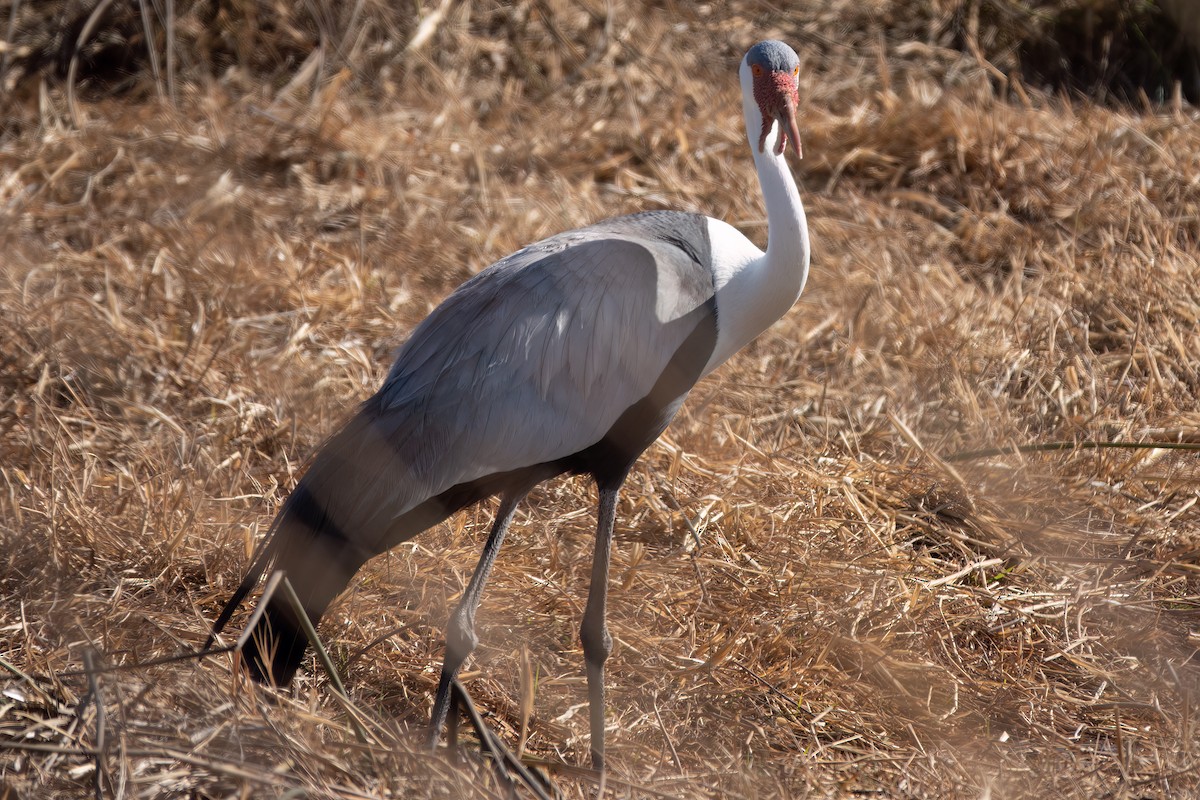 Wattled Crane - ML600468981