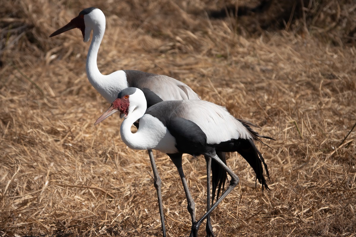 Wattled Crane - ML600469391