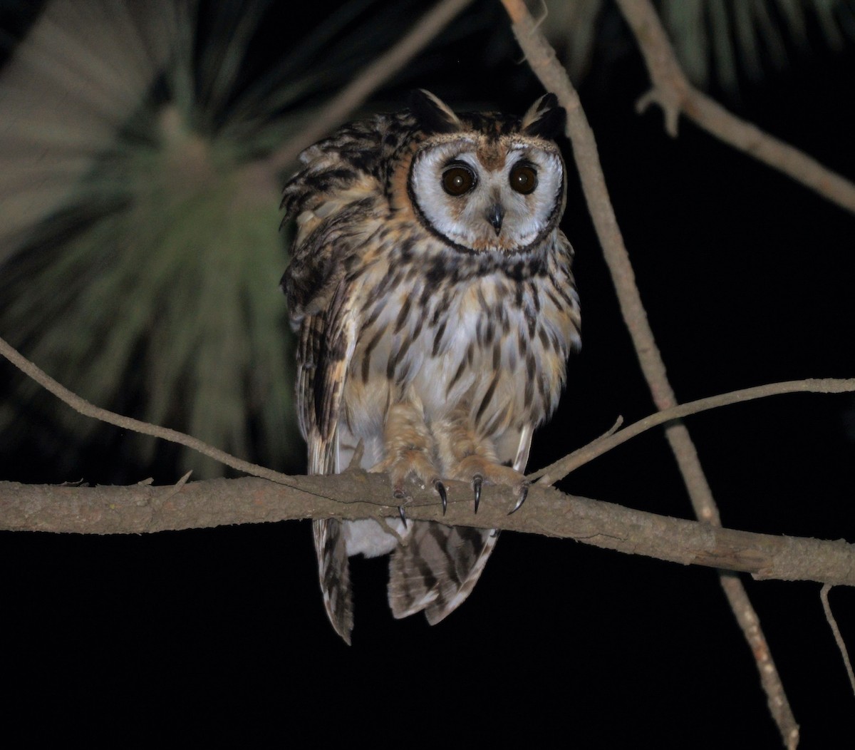 Striped Owl - ML600469921