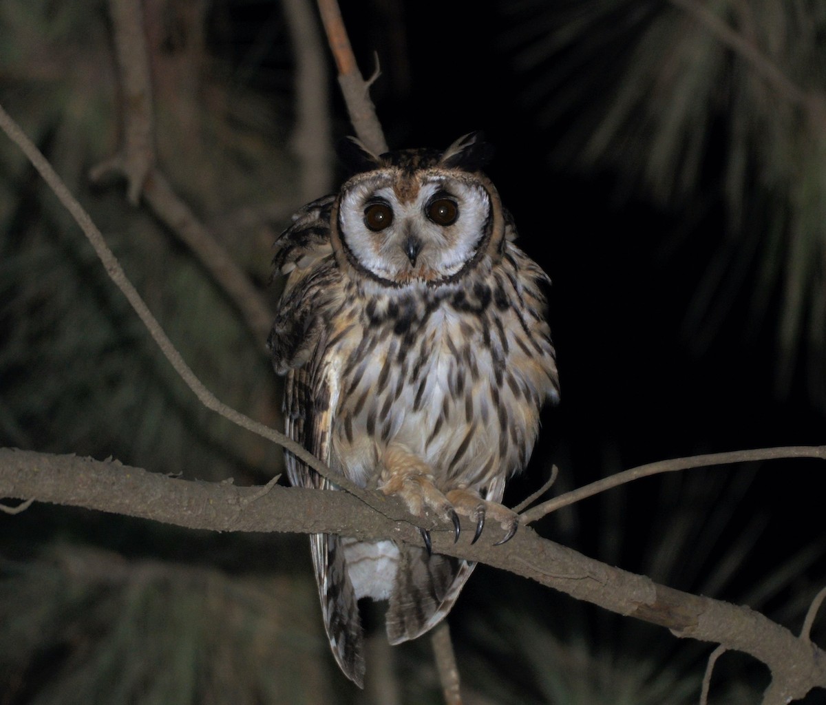 Striped Owl - ML600469931