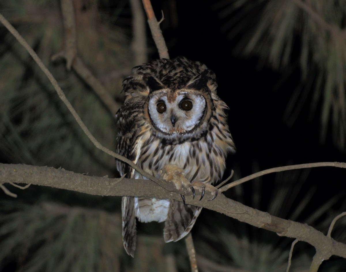 Striped Owl - ML600469941