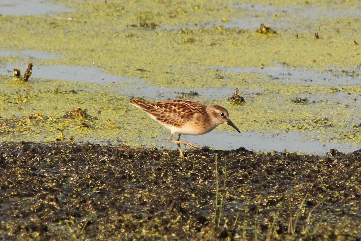 Least Sandpiper - Brian Kozak