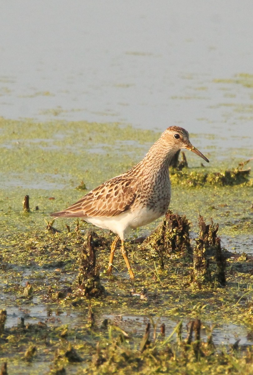 Graubrust-Strandläufer - ML600470141