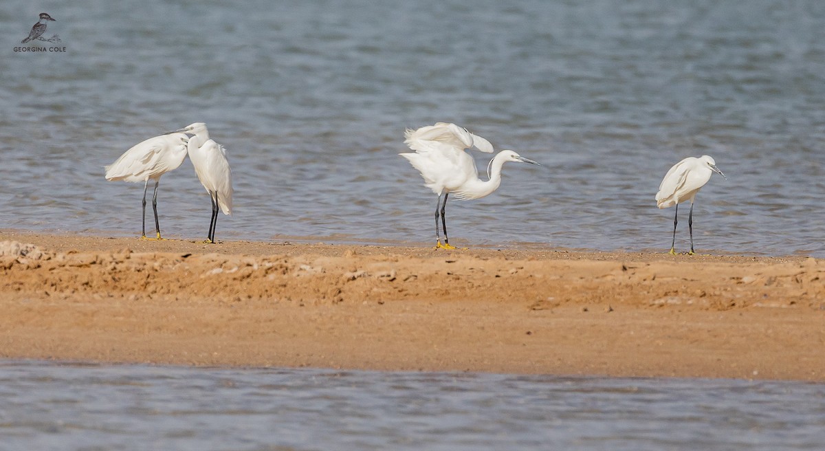 Little Egret - Georgina Cole