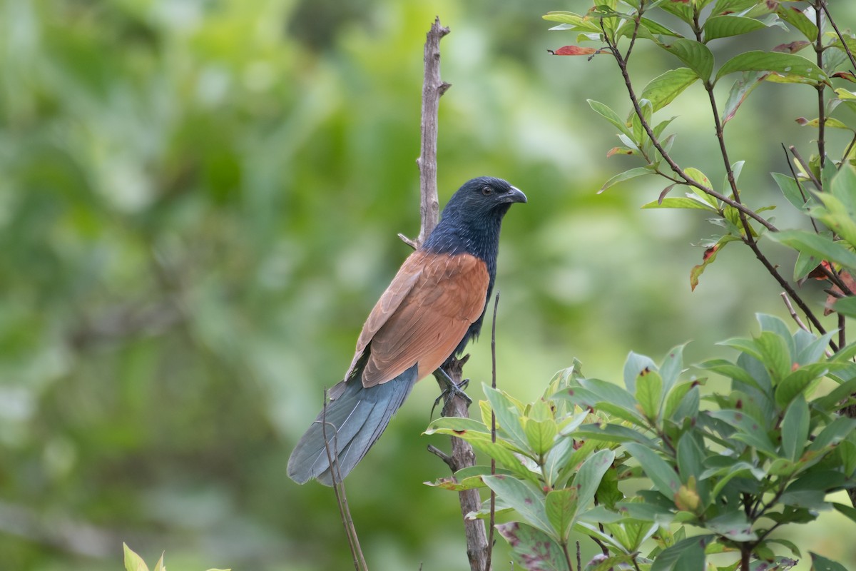 Lesser Coucal - H Nambiar