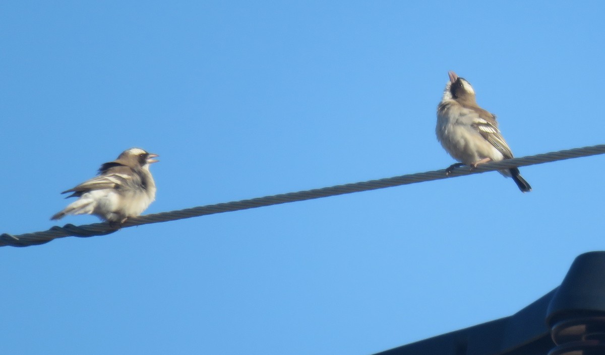 White-browed Sparrow-Weaver (White-breasted) - ML600471121