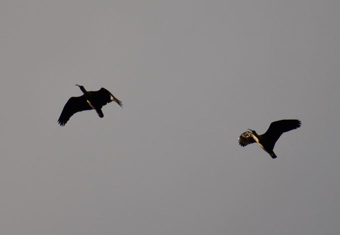 Black-faced Ibis - Felipe Undurraga