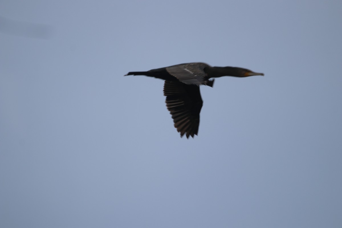 Great Cormorant - ML600473431