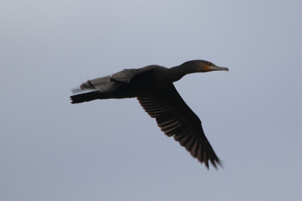 Great Cormorant - ML600473461