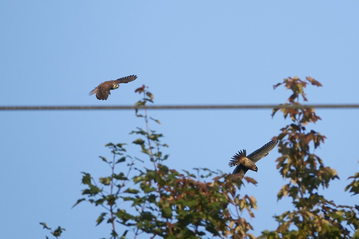 American Kestrel - ML600473471