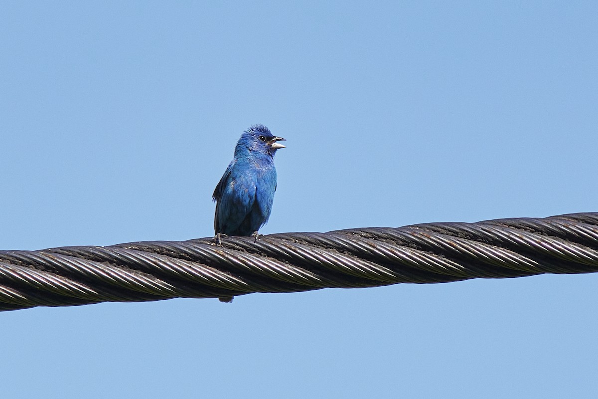 Passerin indigo - ML600473491