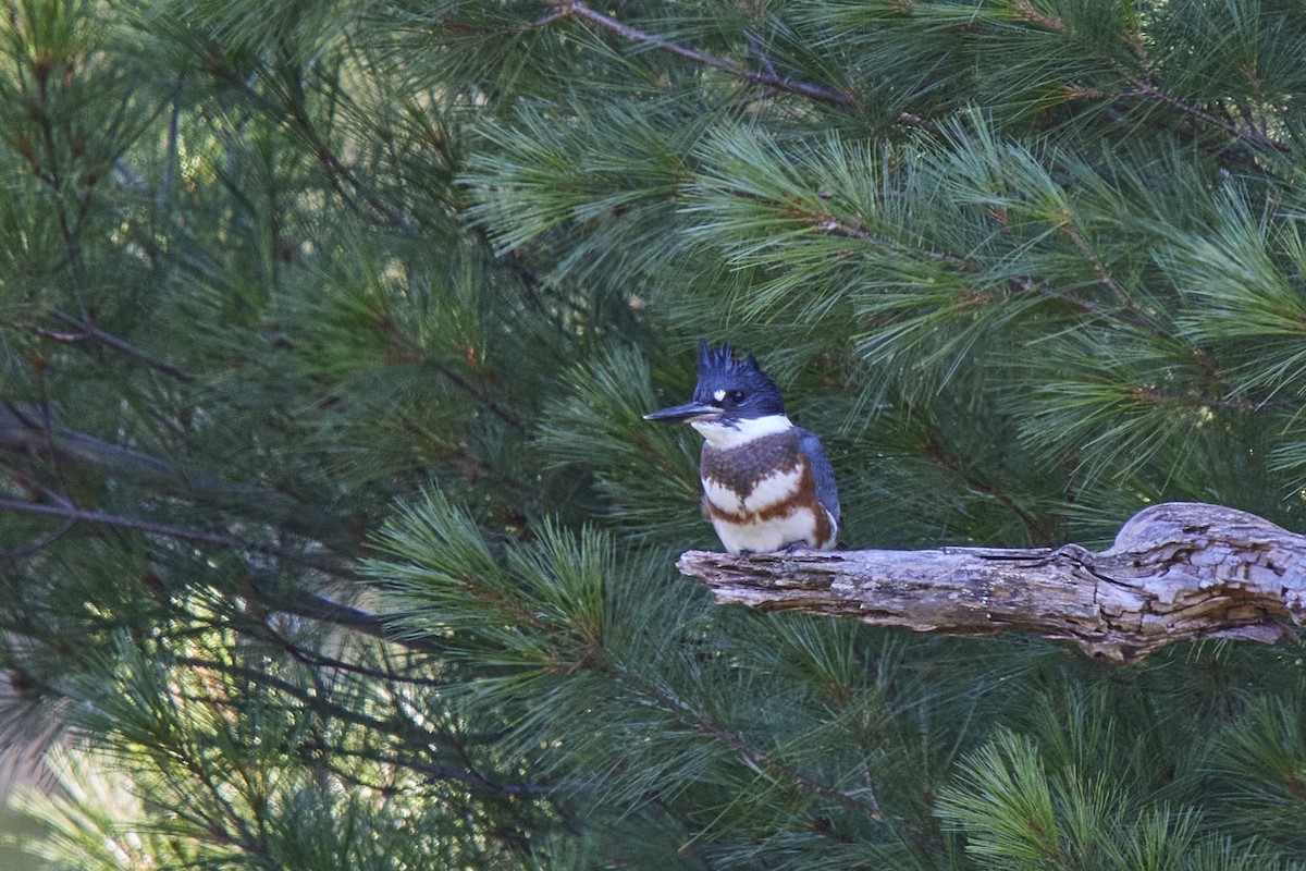 Belted Kingfisher - ML600473531