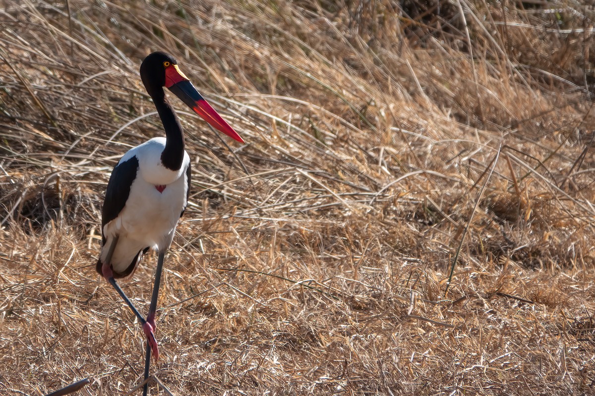 Saddle-billed Stork - ML600474001