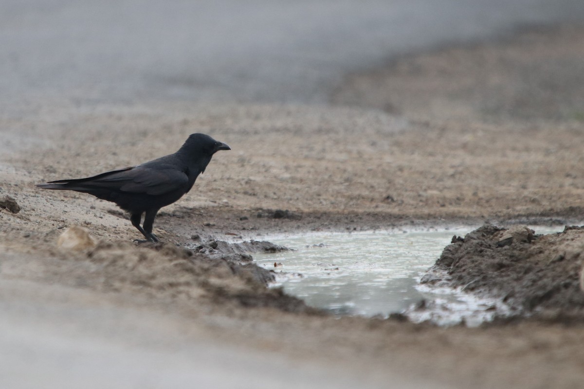 Australian Raven - ML600476591