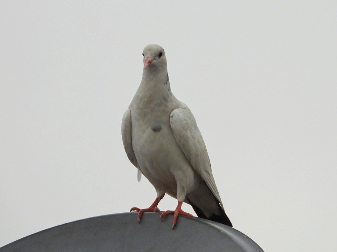 Rock Pigeon (Feral Pigeon) - ML600477671