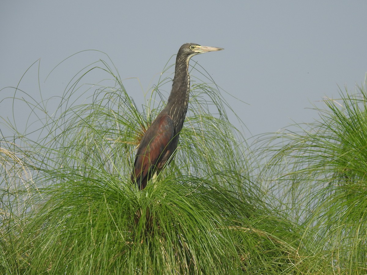 Rufous-bellied Heron - ML600478361