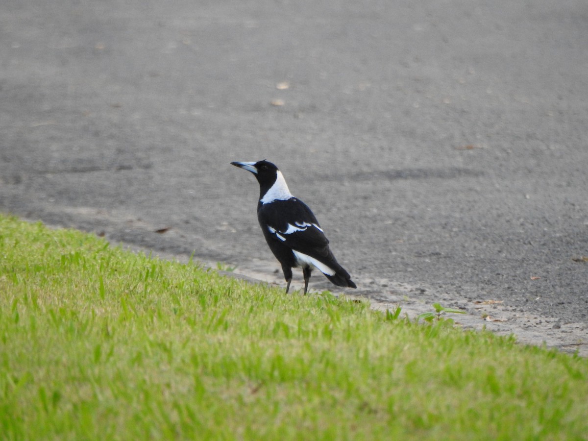 Australian Magpie - ML600479401