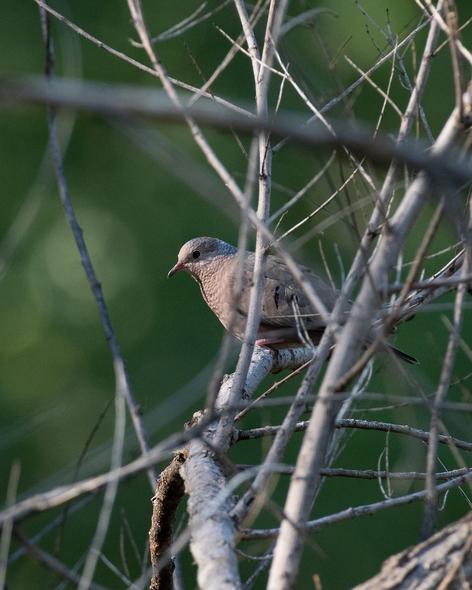 Common Ground Dove - Bente Torvund