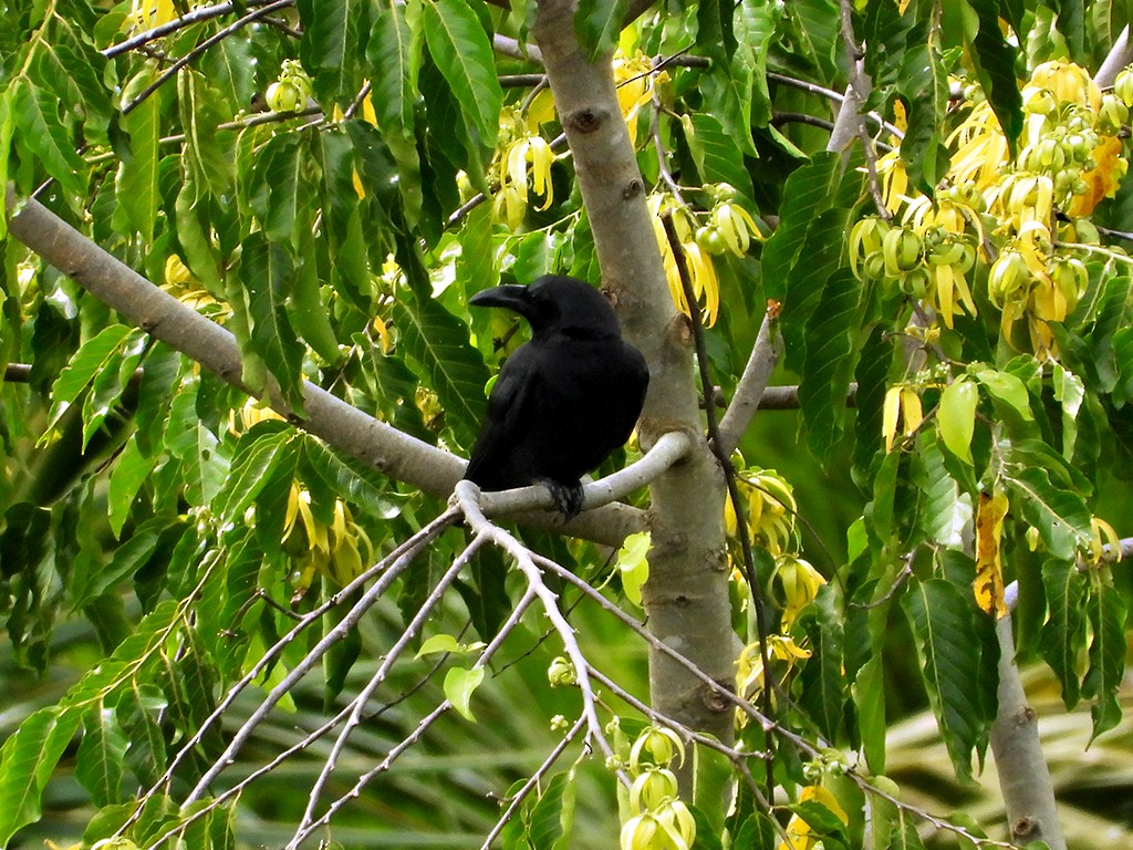Slender-billed Crow (Sulawesi) - ML600481001