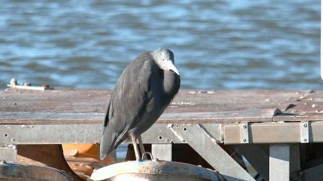 Pacific Reef-Heron - ML600481411