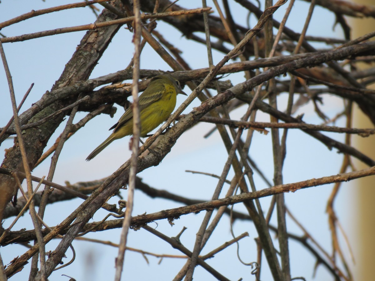 Prairie Warbler - ML600481511