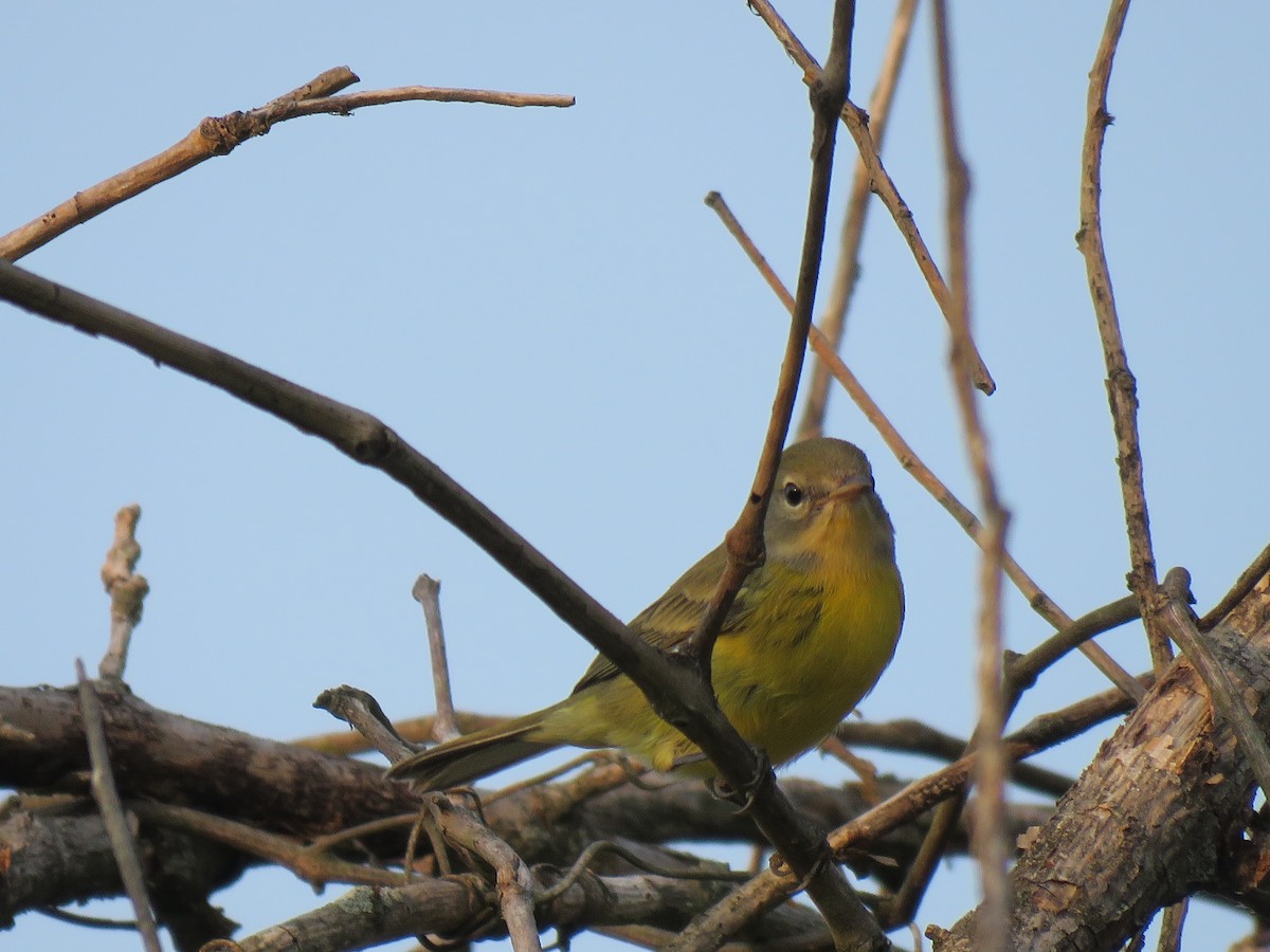 Prairie Warbler - ML600481551