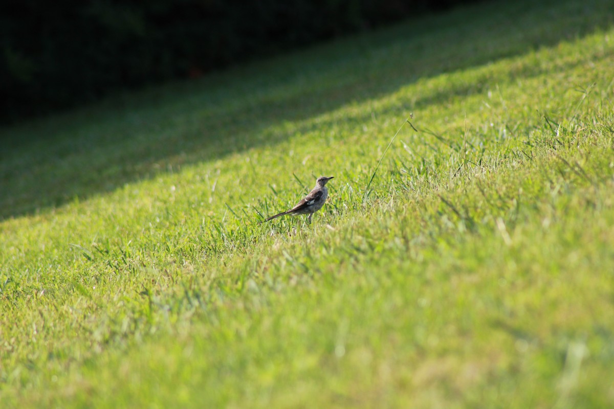 Northern Mockingbird - ML600481591