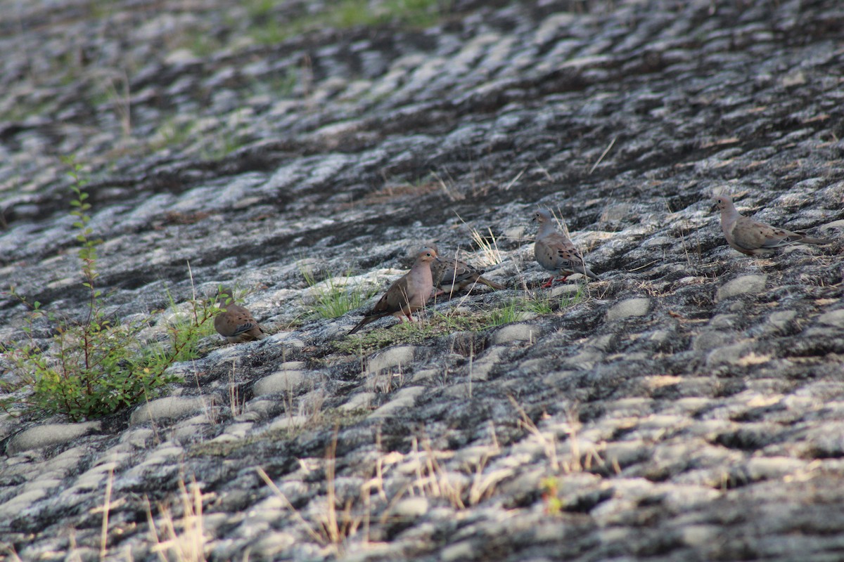 Mourning Dove - Michael Erman