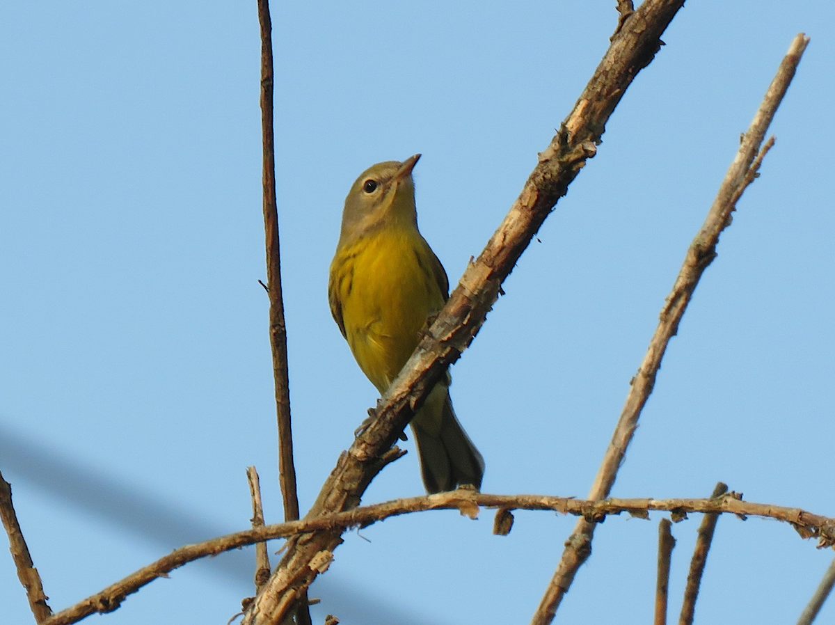 Prairie Warbler - ML600482261