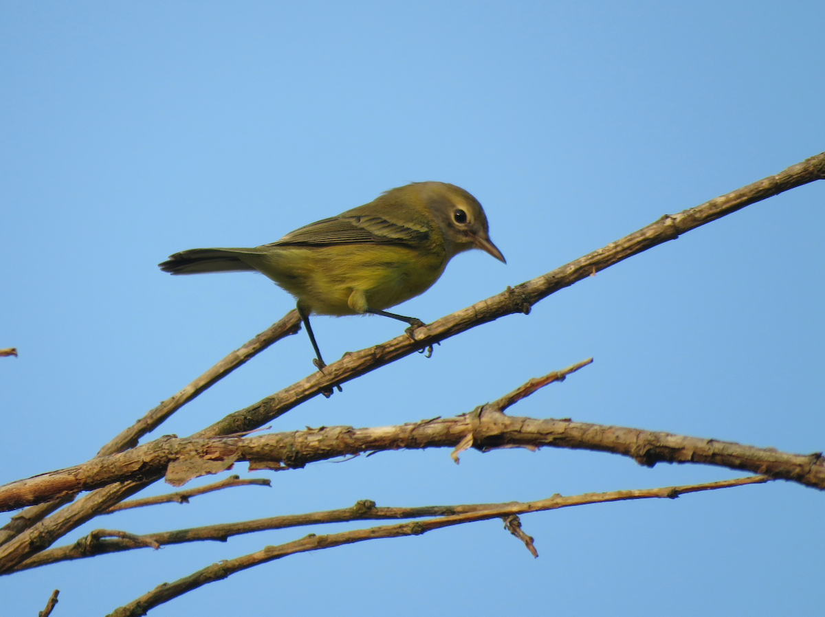 Prairie Warbler - ML600482271