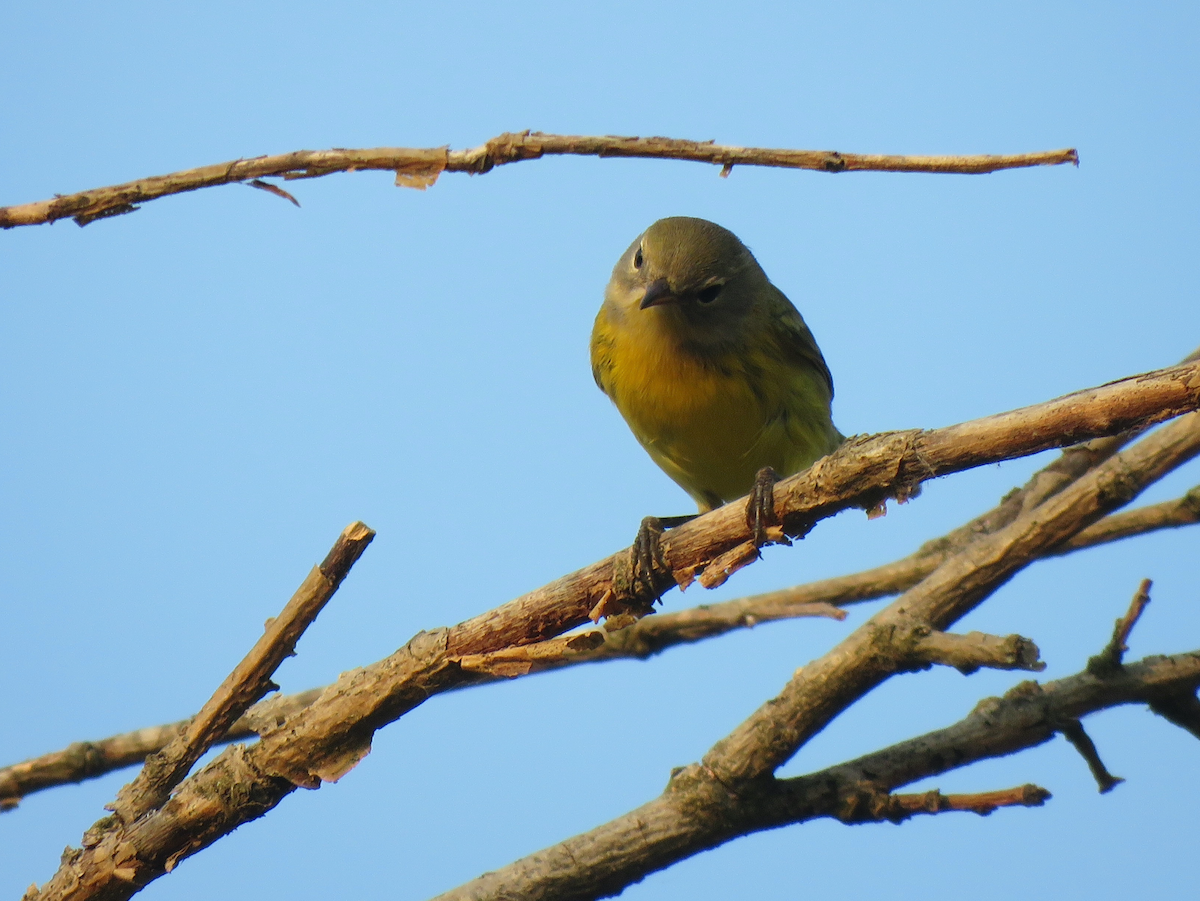 Prairie Warbler - ML600482281