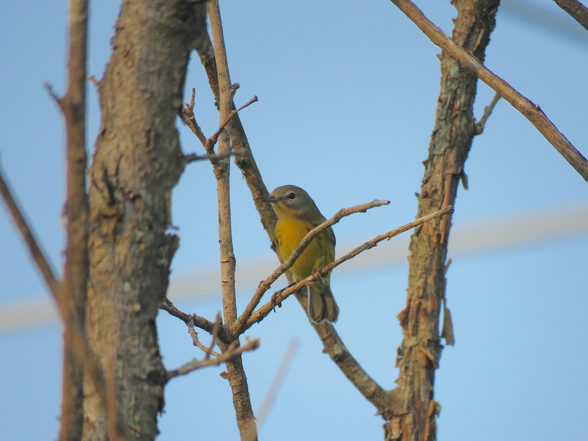 Prairie Warbler - ML600482301