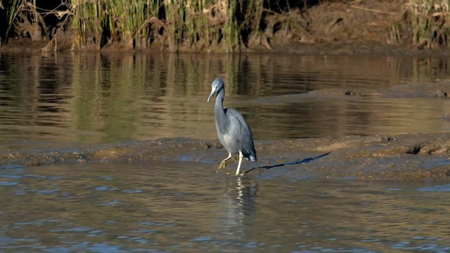 Pacific Reef-Heron - ML600482871