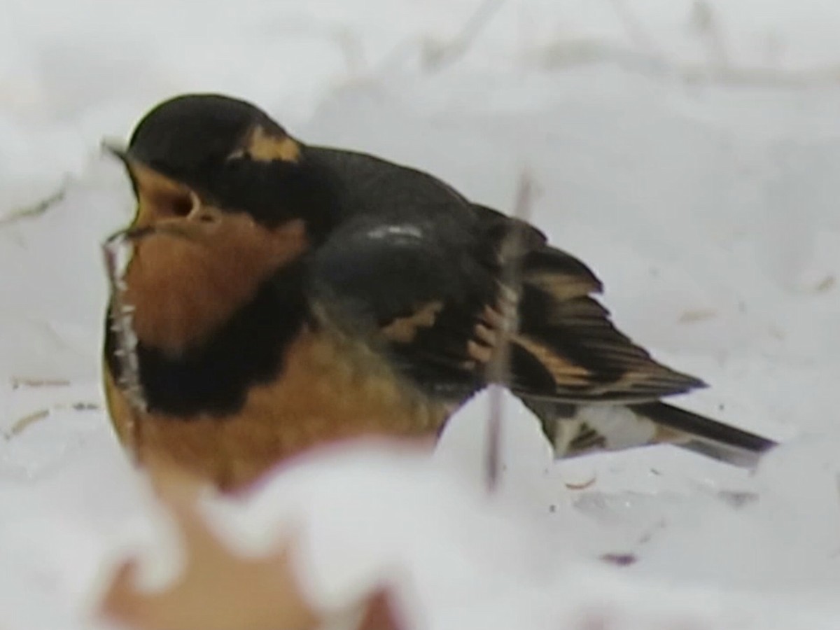 Varied Thrush - ML600483331