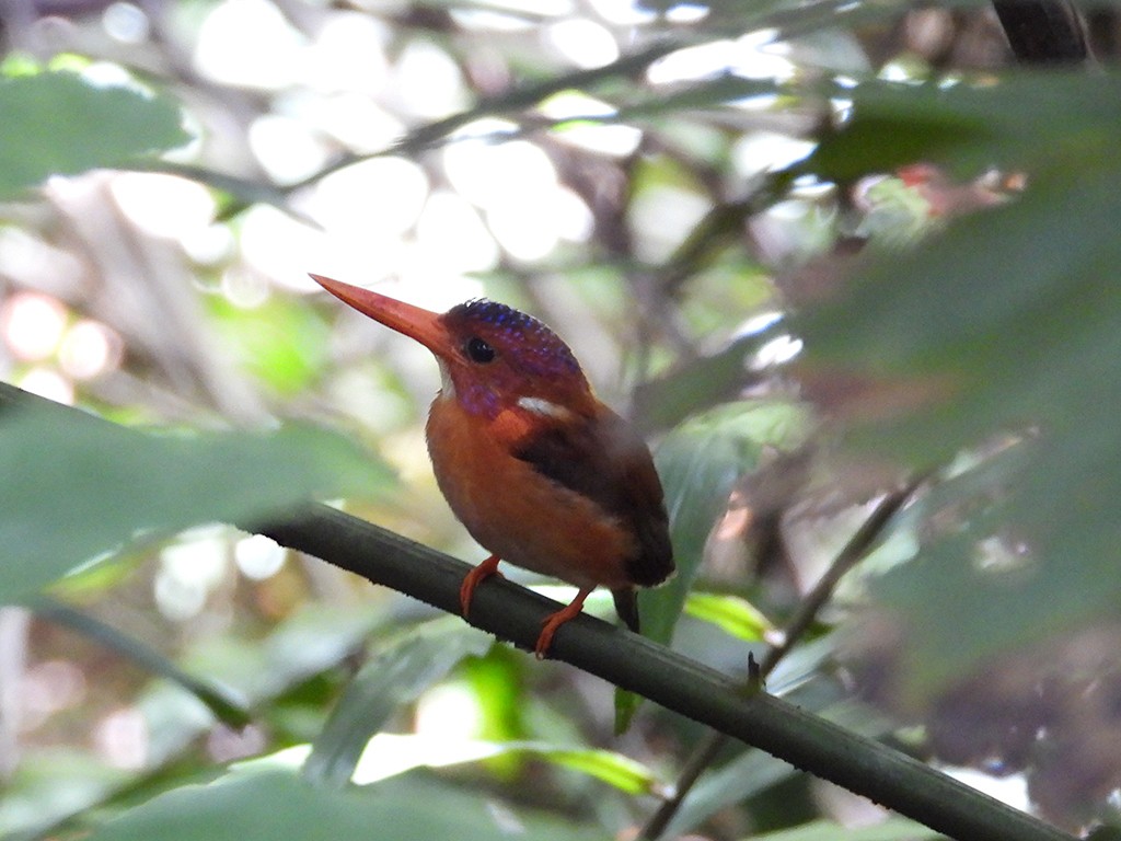 Sulawesi Dwarf-Kingfisher - ML600483481