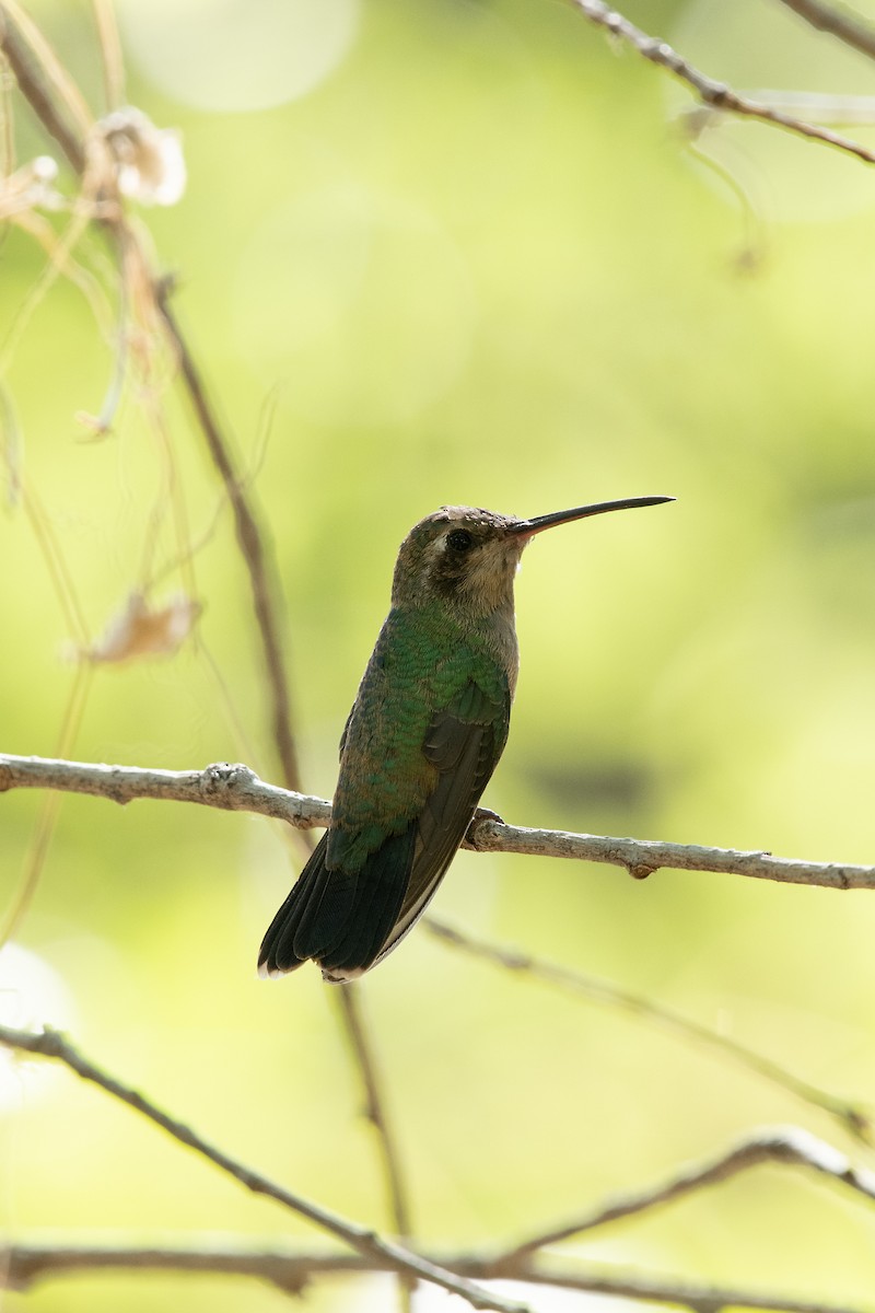 Broad-billed Hummingbird - ML600485501