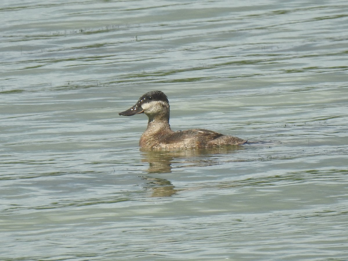 Ruddy Duck - ML600485791