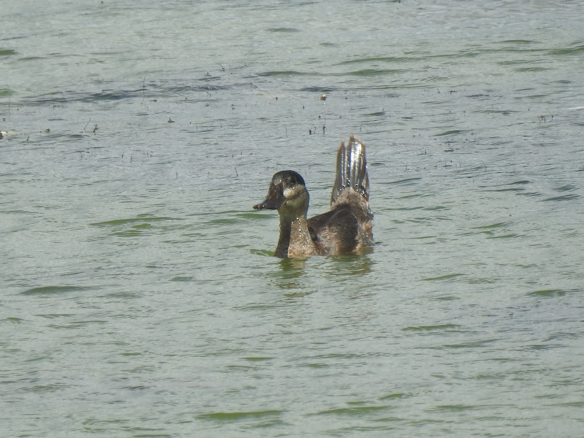 Ruddy Duck - ML600485811