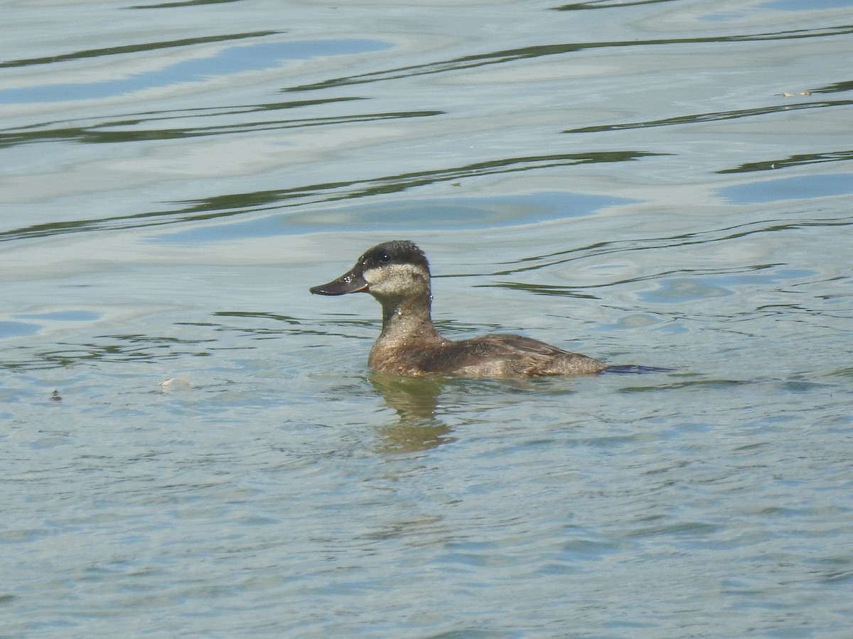 Ruddy Duck - ML600485851