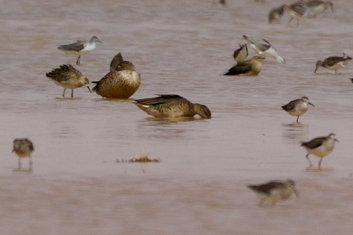 Green-winged Teal - ML600486901