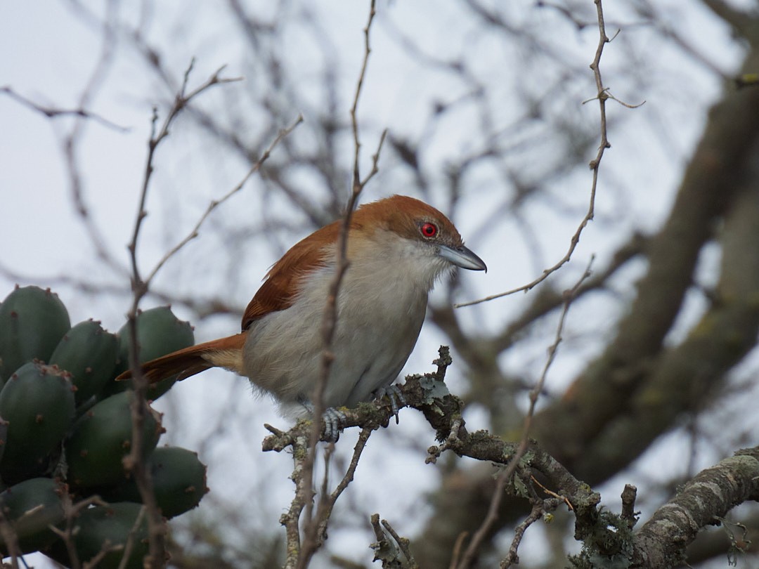 Great Antshrike - ML600487391