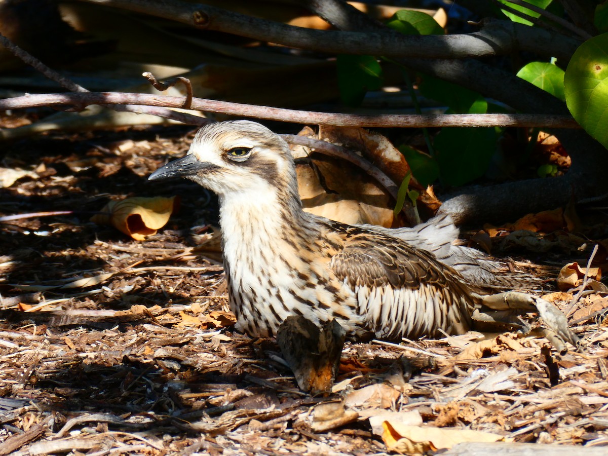 Bush Thick-knee - Lev Ramchen